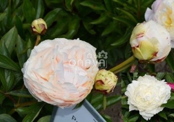 Paeonia lactiflora Solange 3/5