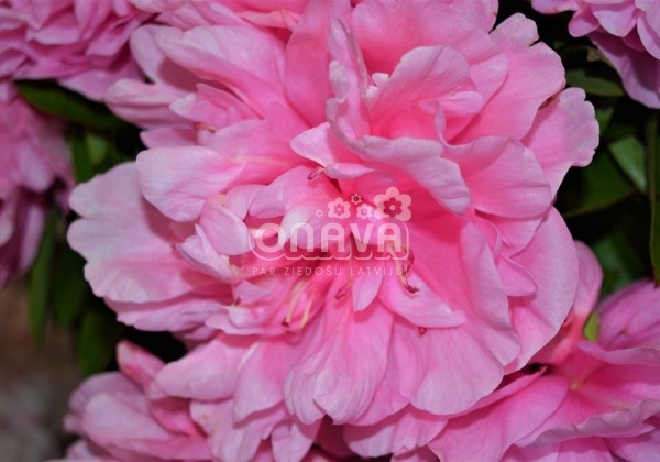 Paeonia hybride Carnation Bouquet 3/5