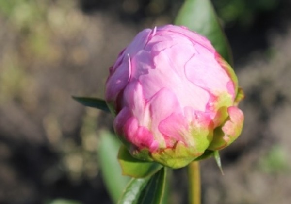 Paeonia hybride Juliska 3/5
