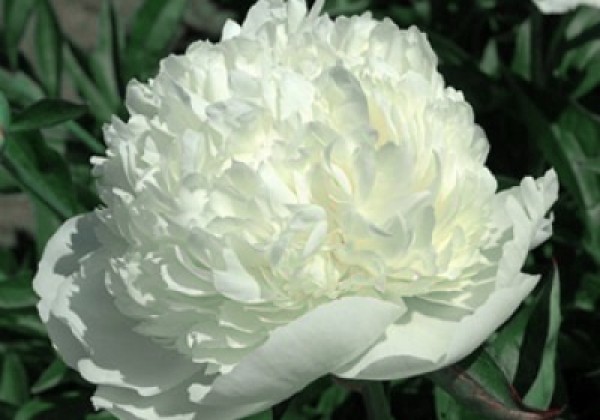 Paeonia hybride White Charm 3/5
