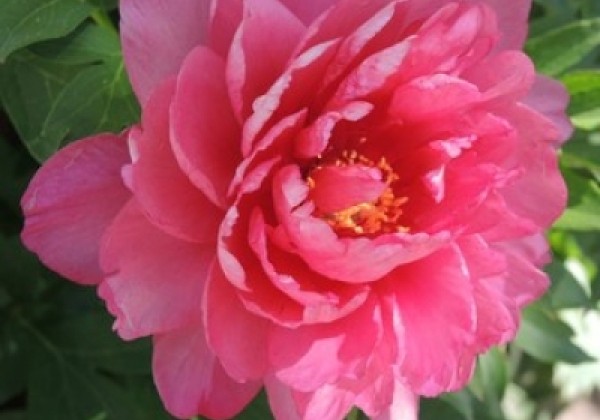 Paeonia intersectional Pink Double Dandy 3/5