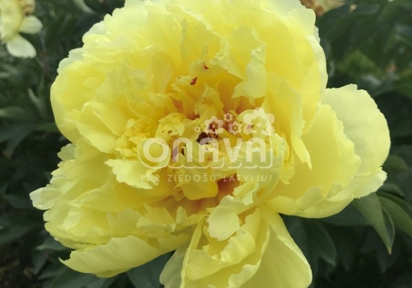 Paeonia intersectional Sonoma Halo 3/5