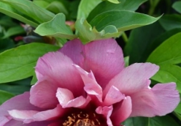 Paeonia intersectional Yankee Doodle Dandy 3/5