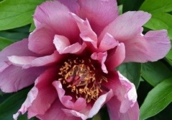 Paeonia intersectional Yankee Doodle Dandy 3/5