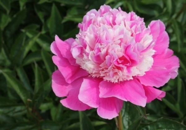 Paeonia lactiflora He's my Star 3/5