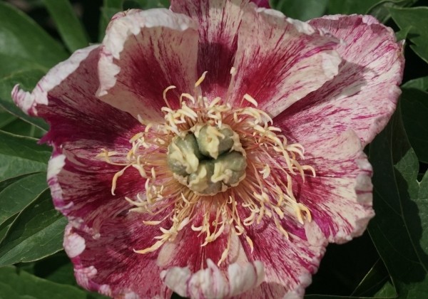 Paeonia intersectional Bad Hair Day 3/5