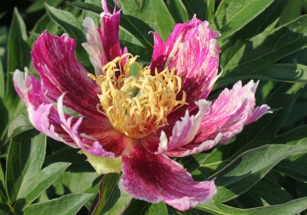 Paeonia intersectional Bad Hair Day 3/5