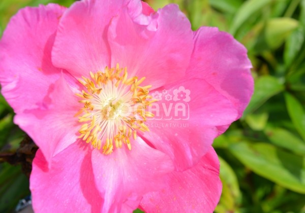 Paeonia hybride Birthday 3/5