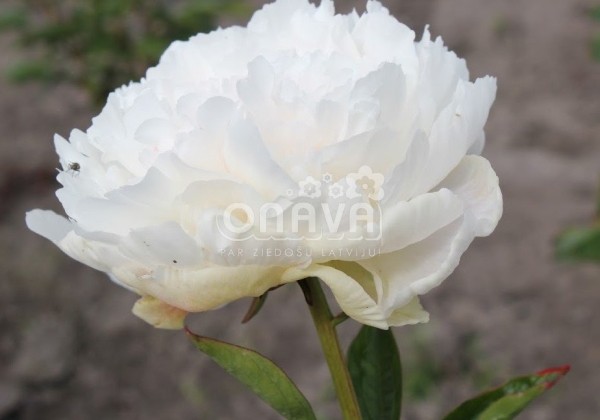 Paeonia lactiflora Lottie Dawson Rea 3/5