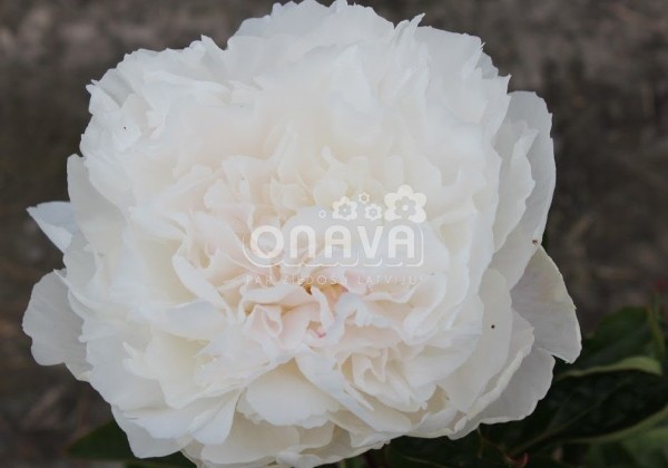 Paeonia lactiflora Lottie Dawson Rea 3/5