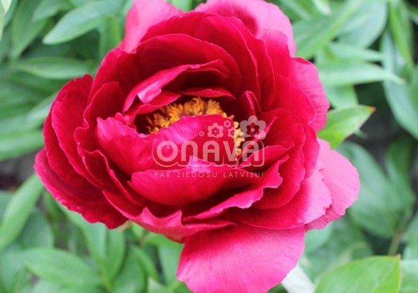 Paeonia hybride Red Glory 3/5