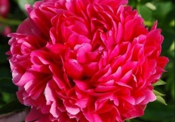 Paeonia lactiflora Viking Valor 3/5