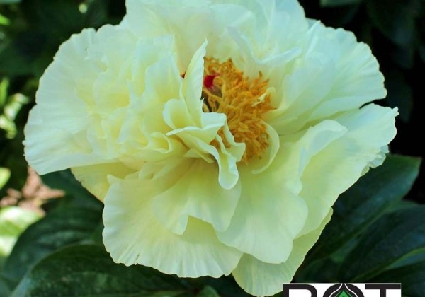 Paeonia hybride Early Sensation 3/5