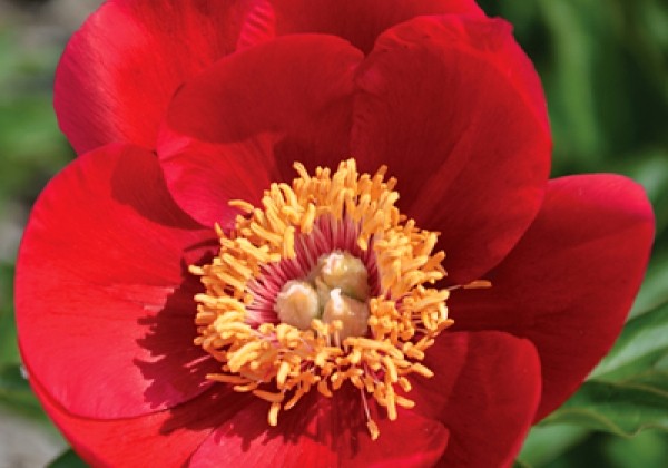 Paeonia hybride Fairy Princess 3/5