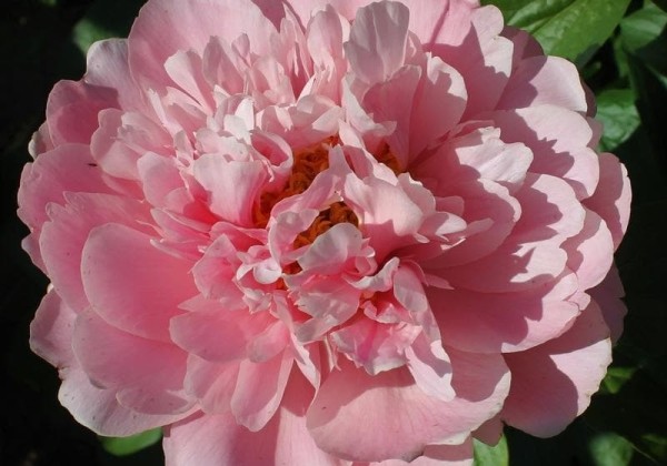 Paeonia hybride Faithful Dream 3/5