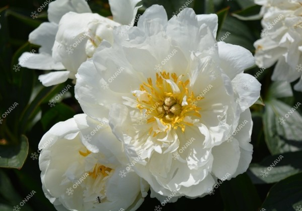 Paeonia lactiflora Fringed Ivory 4/6