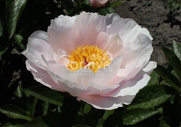Paeonia hybride Pink Vanguard 3/5