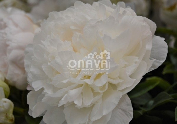 Paeonia lactiflora Puffed Cotton 3/5