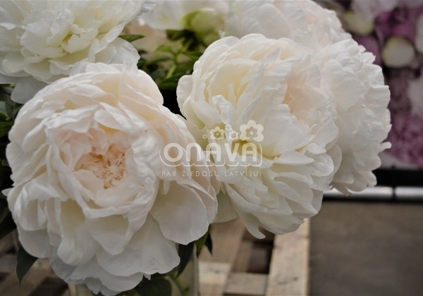 Paeonia lactiflora Puffed Cotton 3/5