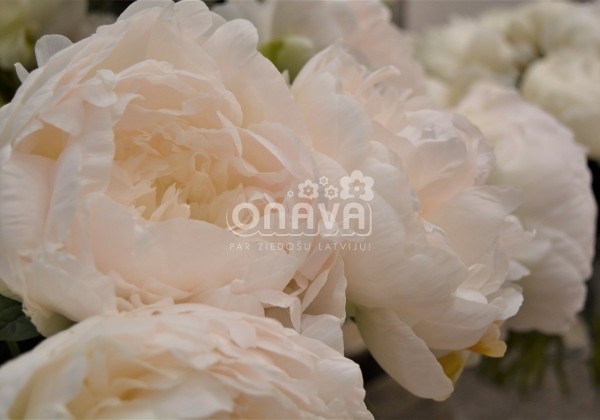 Paeonia lactiflora Puffed Cotton 3/5