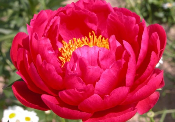 Paeonia hybride Raspberry Charm 3/5