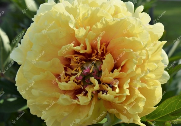 Paeonia intersectional Sonoma Yedo 3/5