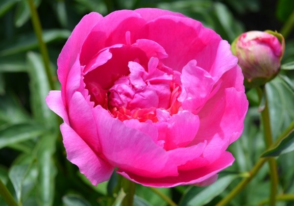 Paeonia lactiflora Glory Hallelujah 2/3