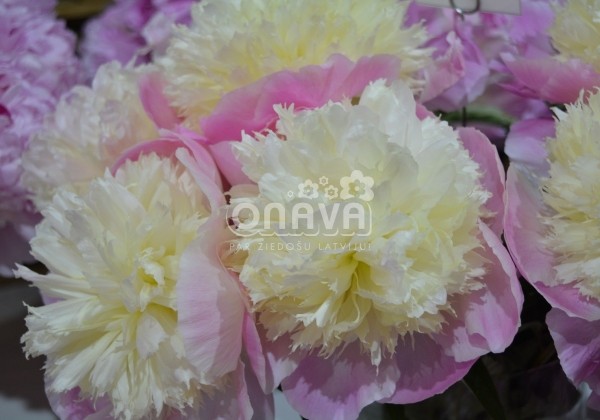 Paeonia lactiflora Touch of Class 4/6