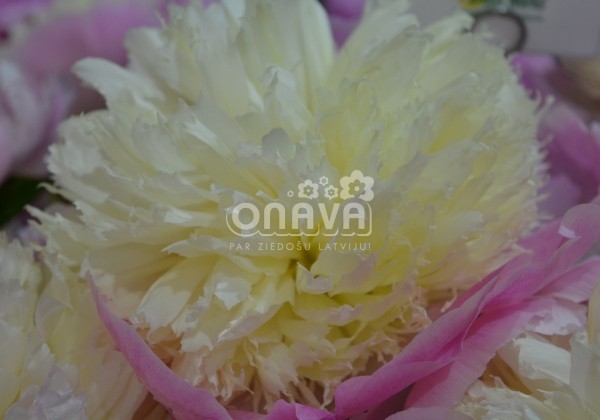 Paeonia lactiflora Touch of Class 4/6