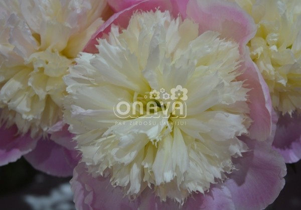 Paeonia lactiflora Touch of Class 3/5