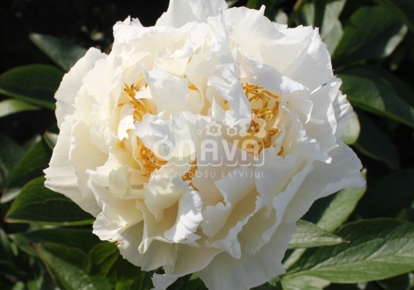 Paeonia hybride Grand Massive 3/5