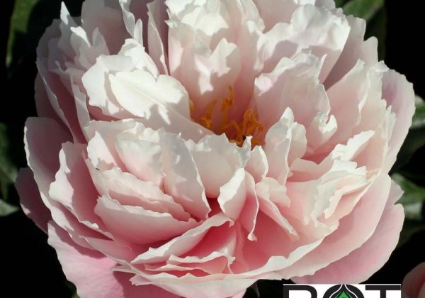 Paeonia lactiflora Nelda's Joy 3/5