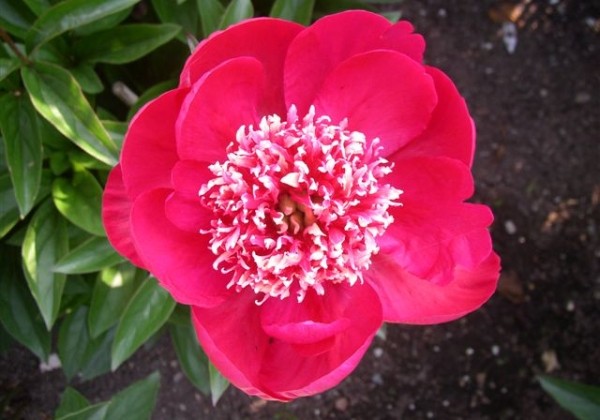 Paeonia hybride Ada Niva 3/5