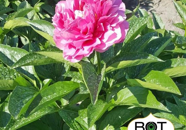 Paeonia hybride Virginia Emerson 3/5