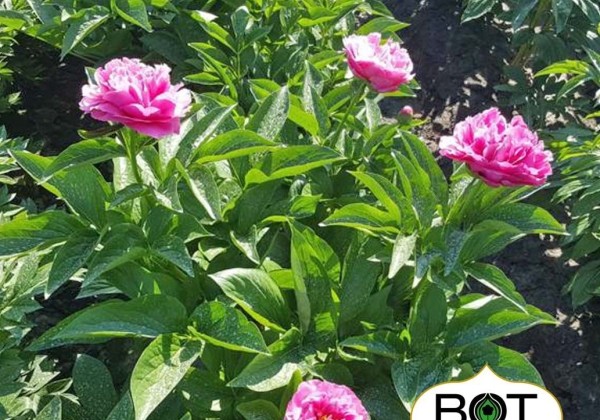 Paeonia hybride Virginia Emerson 3/5