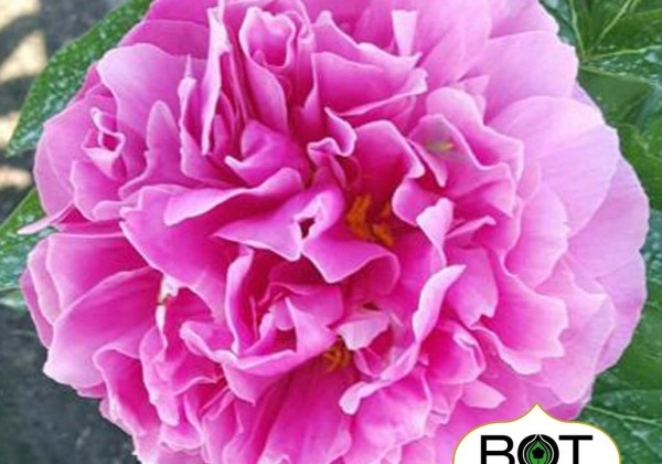 Paeonia hybride Virginia Emerson 3/5