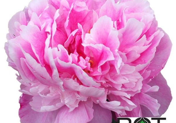 Paeonia lactiflora Dr. Alexander Fleming 3/5
