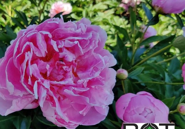 Paeonia lactiflora Dr. Alexander Fleming 3/5