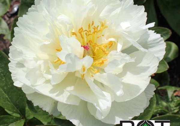Paeonia hybride Lemon Cloud 4/6