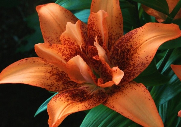 Lilium AZ Double Love