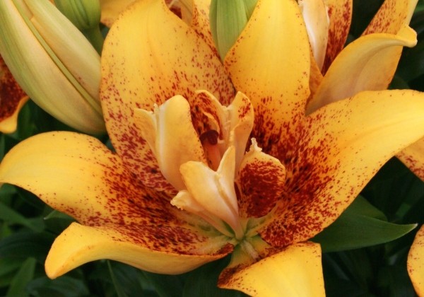 Lilium AZ Double Nugget