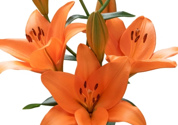 Lilium LA Marisol