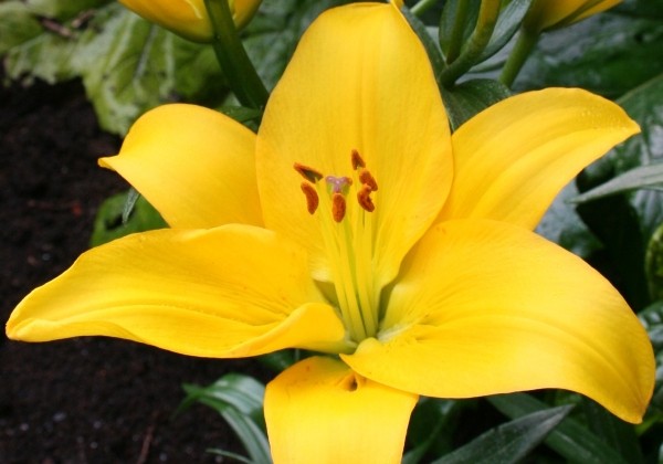 Lilium LA Rapid Yellow