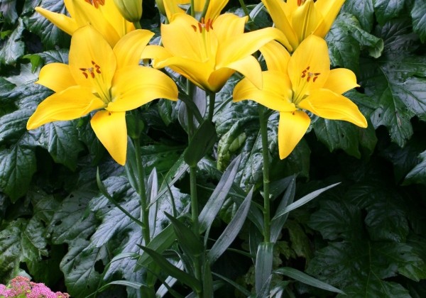 Lilium LA Rapid Yellow