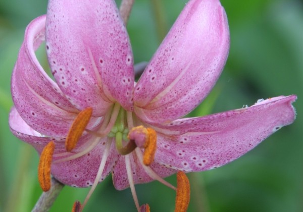 Lilium MA Candy Morning