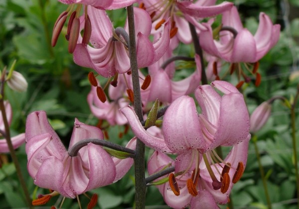 Lilium MA Candy Morning