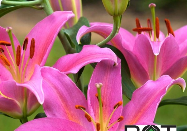 Lilium OR Mount Cook