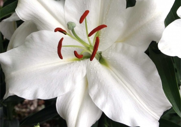 Lilium OR Snowy Mountain