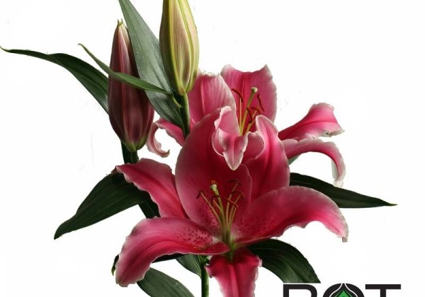 Lilium OR Social Club