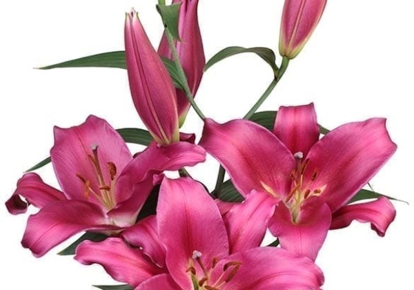 Lilium OT Morosini